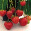 Totem Strawberry