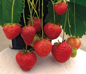 Totem Strawberry