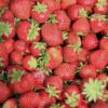 Tribute Strawberry