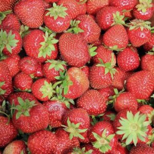 Tribute Strawberry
