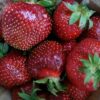 Tristar Strawberry