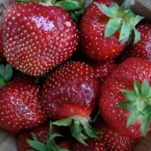 Tristar Strawberry