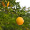 Troyer Citrus