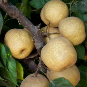 Tsu Li Asian Pear