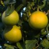 U.S. 119 Citrus