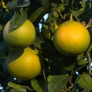 U.S. 119 Citrus