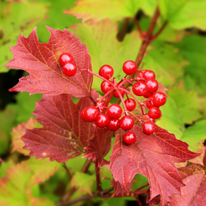 Ukraine™ Highbush Cranberry