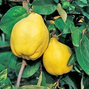 Van Deman Quince