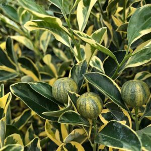 Variegated Calamondin