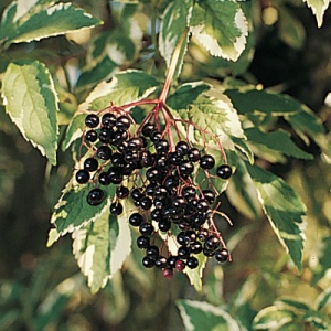 Variegated European Elderberry