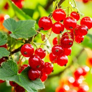 Viking Red Currant
