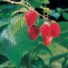 Vintage Red Raspberry
