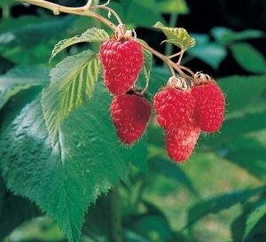 Vintage Red Raspberry
