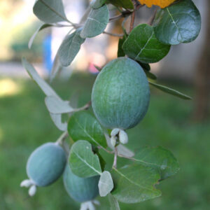 Waingaro™ Pineapple Guava