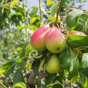 Warren Pear