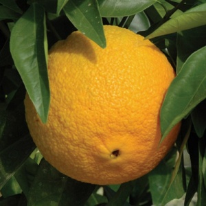Washington Navel Orange