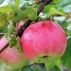 Wealthy Apple Tree