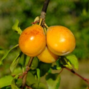 Weeping Golden Italian Plum