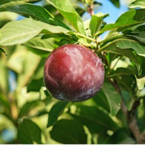 Weeping Santa Rosa Japanese Plum