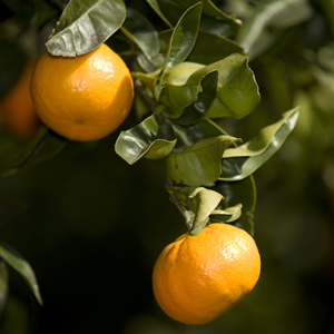 Wekiwa Tangelo Citrus