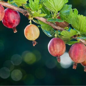 Welcome Gooseberry