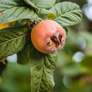 Westerveld Medlar