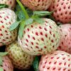 White Carolina Pineberry