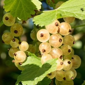 White Cherry White Currant
