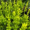 White Chilean Myrtle