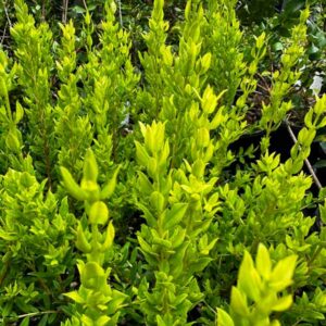 White Chilean Myrtle