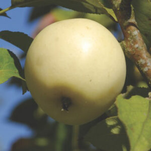 White Cloud Apple Tree