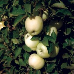 White Icicle™ Columnar Apple