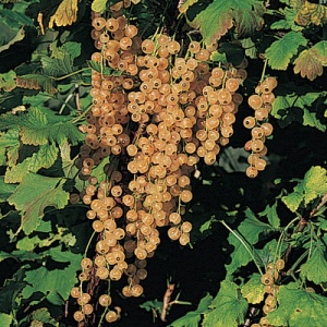 White Pearl Currant