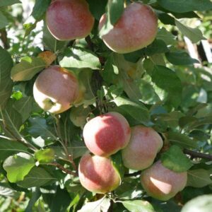 Whitney Crabapple Tree