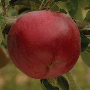 William's Pride Apple Tree