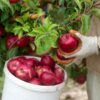 WineCrisp Apple Tree