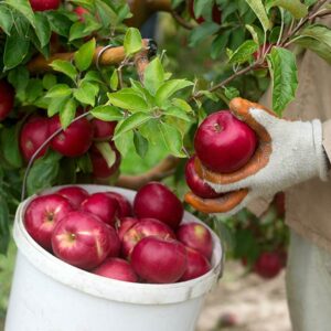 WineCrisp Apple Tree