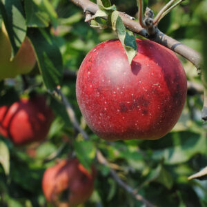 Winesap Apple Tree