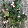 Winter Fiesta Wintergreen Shrub