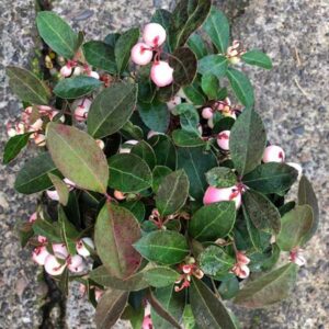 Winter Fiesta Wintergreen Shrub