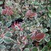 Winter Splash Variegated Wintergreen