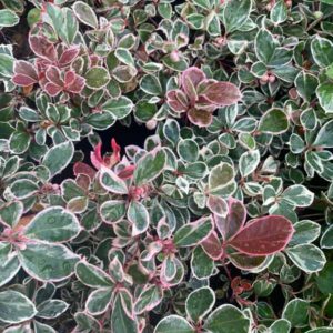 Winter Splash Variegated Wintergreen