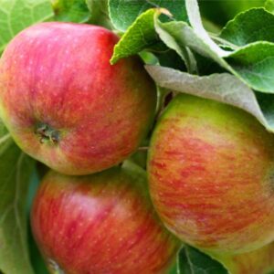 Wolf River Apple Tree