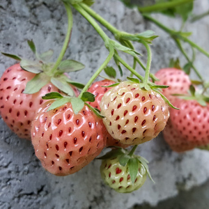 Wonderful Pine Strawberry