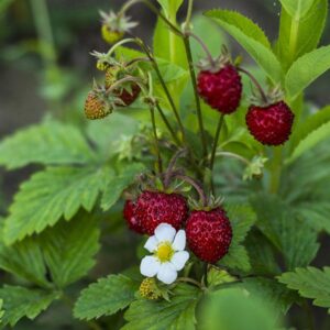 Woodland Strawberry