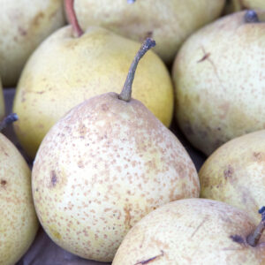 Ya Li Asian Pear
