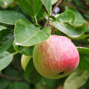 Yarlington Mill Cider Apple