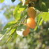 Yellow Egg Plum