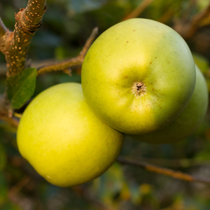 Yellow Transparent Apple Tree