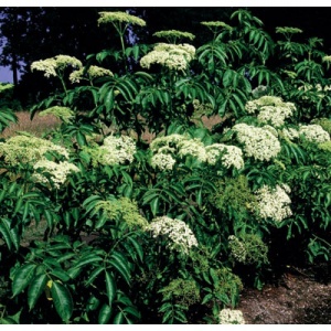 York American Elderberry